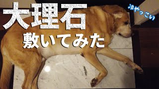 【4K】愛犬の暑さ対策のために大理石を敷いてみた F1レトリバージェイク
