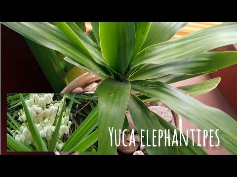 Vídeo: Should I Repot Yucca - Trasplantament de plantes d'interior de Yucca