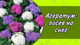 АГЕРАТУМ: ПОСАДКА НА СНЕГ