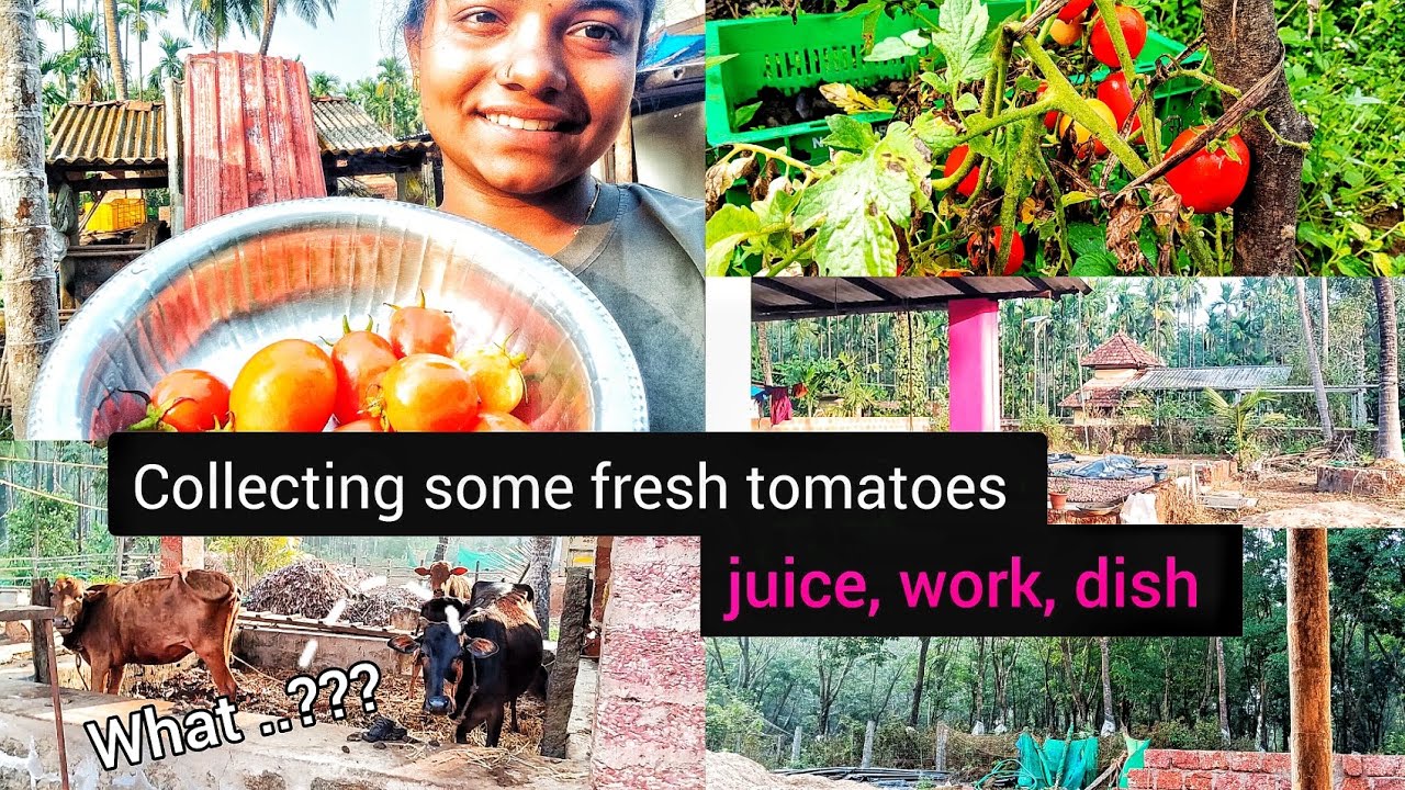 Collecting some fresh tomatoes || juice, work, dish || vlog - 71