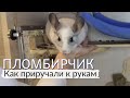 Как приучить шиншиллу к рукам