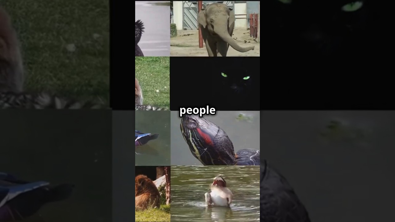 Top 5 Smartest Animals You Won’t Believe Exist – #1 Will Amaze You! 