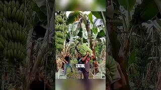 Tradicija Koja Štedi Novac I Prirodu 🍌 #shorts