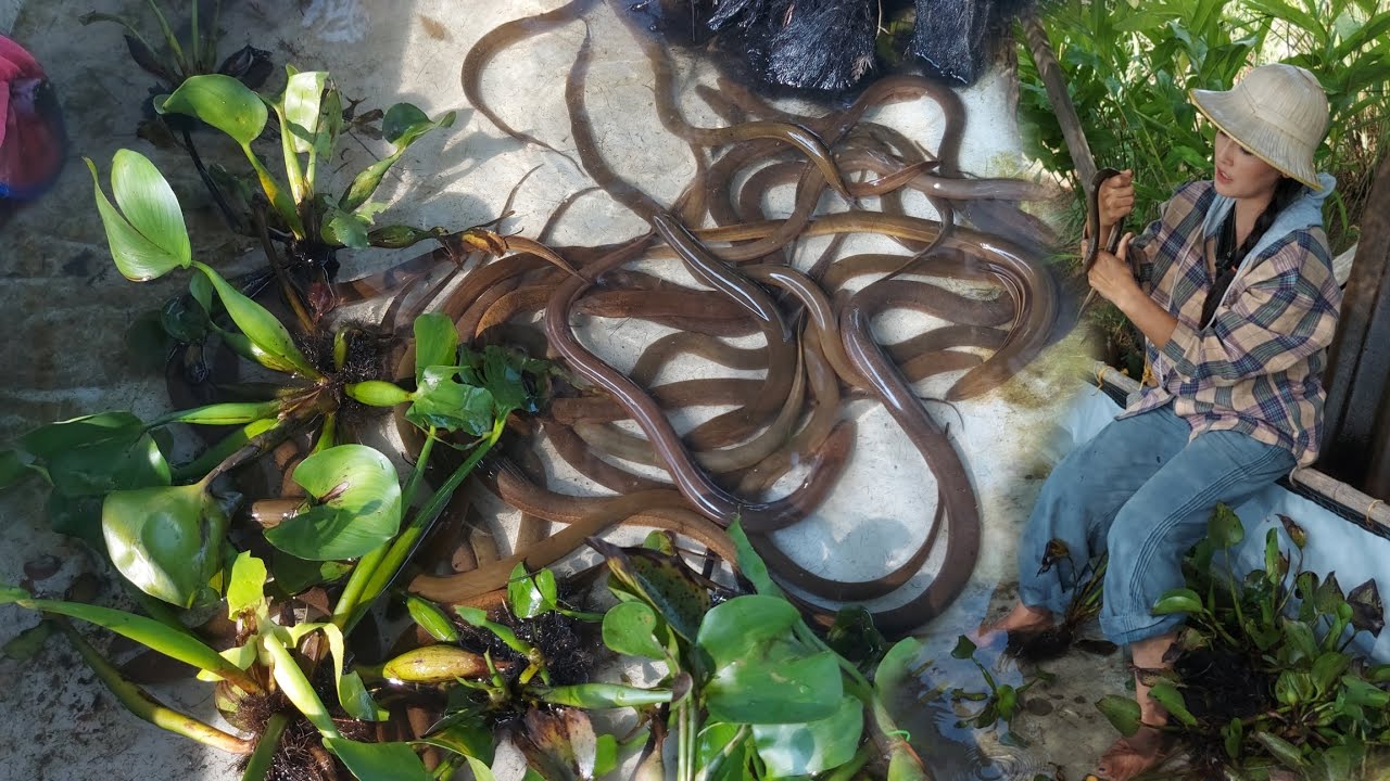 เลี้ยงปลาไหลแบบน้ำใส!!เลี้ยงง่ายๆเลี้ยงกินก็ได้เลี้ยงขายก็ดี