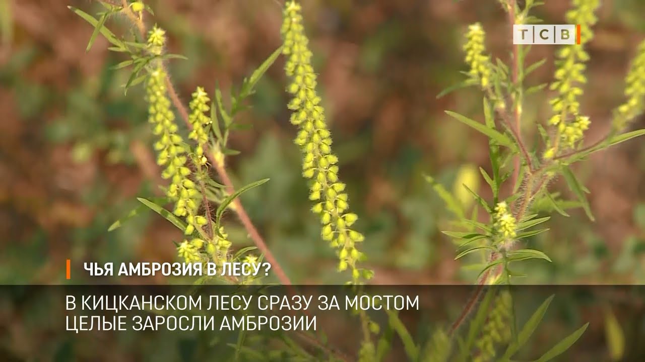 Амброзия в москве. Цветущая амброзия. Амброзия полыннолистная цветение. Амброзия голометельчатая. Амброзия растение цветение.