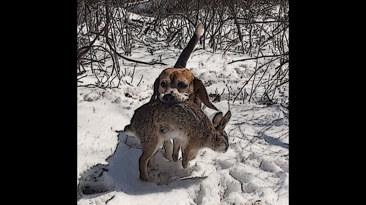Skyview S Beagles Walker Sue Jump Rabbit Youtube