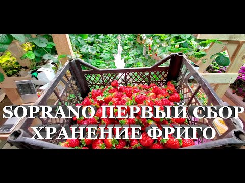 ПЕРВЫЙ СБОР СОПРАНО