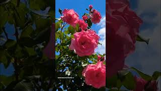 pink david austin roses??nature flower shorts beautifulroseflower garden