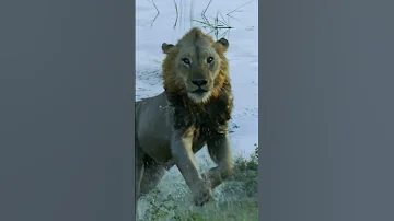 2 Lions Vs 1 Croc National Geographic 