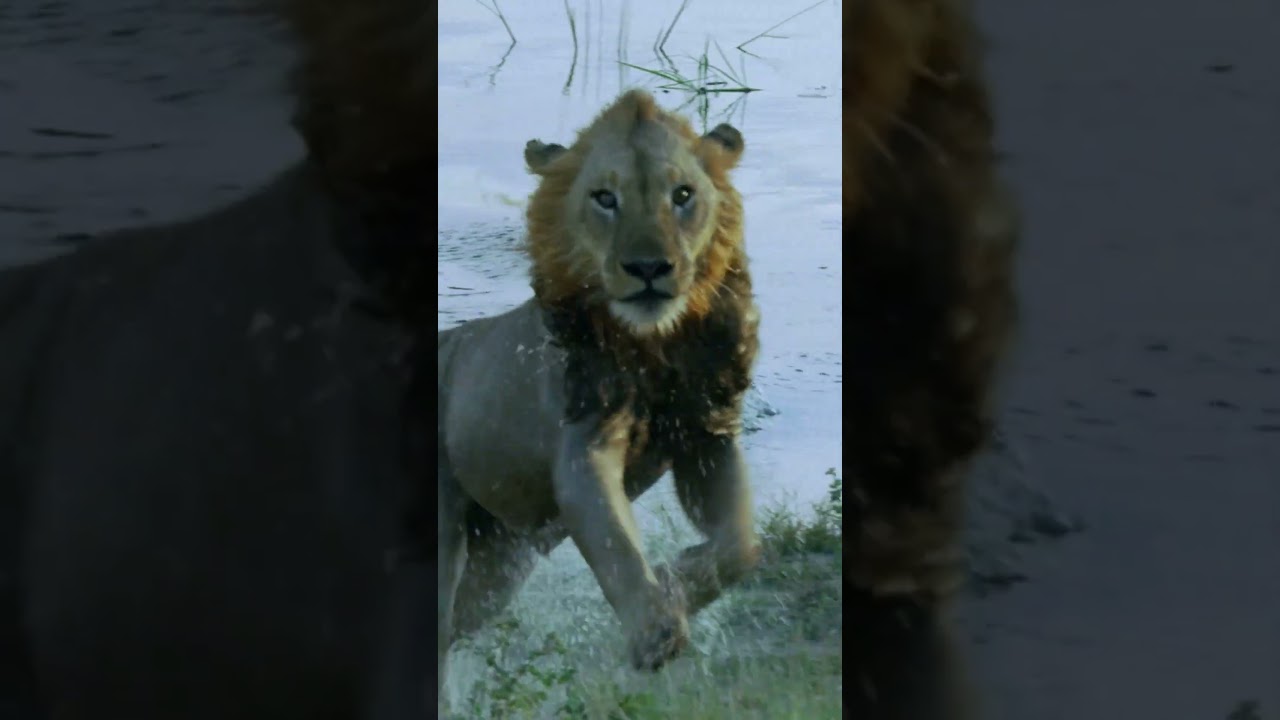 2 Lions Take On 1 Crocodile! | National Geographic – Video
