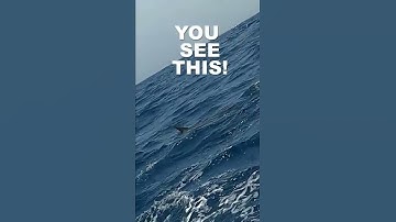 When you jump in the ocean and see this! #Shorts