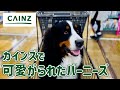 カインズでたくさんの人に可愛がられたバーニーズマウンテンドッグ