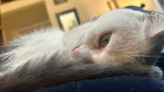 Pippi The Cat Who Never Sleeps Is How Everyone Do Not Call Her 😴 (Because She Sleeps All The Time) by Zepippi 131 views 1 day ago 2 minutes, 13 seconds