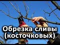 Как правильно обрезать сливу (косточковые)?