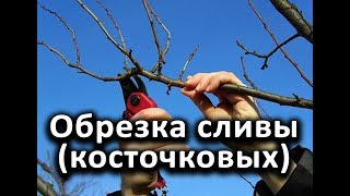 Как правильно обрезать сливу (косточковые)?