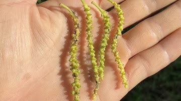 Chuỗi tiêu bị đen và rụng nhiều do rầy, rệp tấn công.