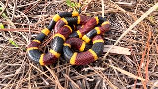 Releasing America’s Most Beautiful (And Dangerous) Snake!