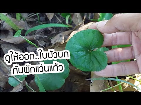 ความแตกต่างใบบัวบกกับผักแว่นแก้ว