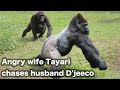 Angry wife Tayari chases husband D'jeeco
