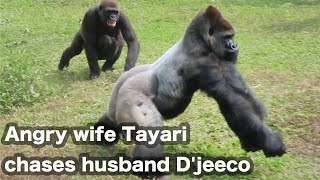 Angry wife Tayari chases husband D'jeeco