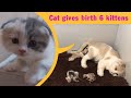 Cat Gives Birth To 6  Kittens - Cat Giving Birth - Part 2