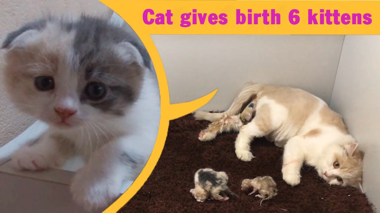 Cat Gives Birth To 6  Kittens - Cat Giving Birth - Part 2