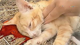 Hope on the Highway: The Heartwarming Rescue of a Mother Cat and Her Kittens by Pets Rescue 3,402 views 1 month ago 5 minutes, 57 seconds