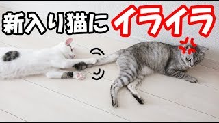 新入り猫2匹にイライラする先住猫