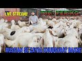 AAGAYE NAYAAB GULABI SOJAT KHASSI BAKRE AT SAYED GOAT FARM KHOPOLI