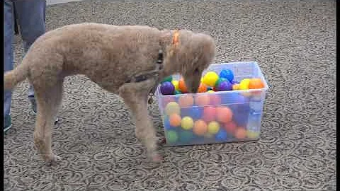 Basics of Dog Training Featuring Ben E Part 2