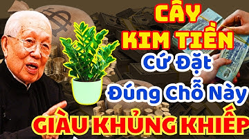 Vị Trí Này BẠN Đặt Cây Kim Tiền Trong Nhà, Chỉ Sau 1 Đêm Hút Lộc Vào Nhà Tiền Bạc Ùn Ùn Kéo Đến