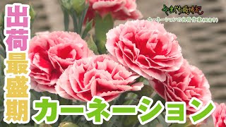 カーネーション出荷最盛期（周南）【やまぐち歳時記】 - YouTube