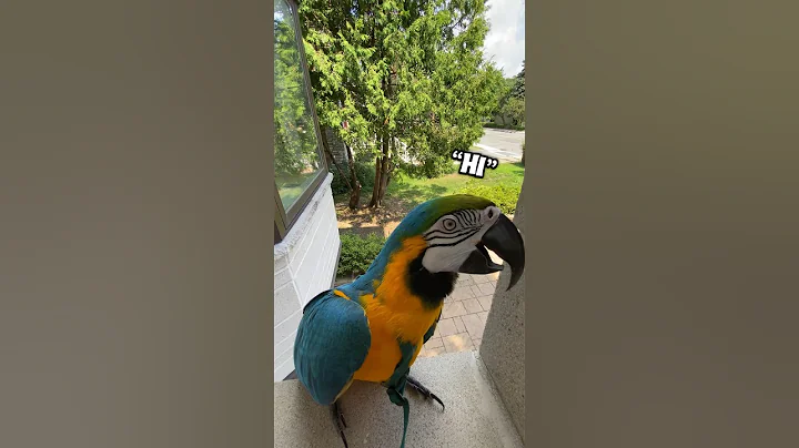 A macaw is better than mail 💁🏼‍♀️😅🥰 #talkingparrot #talkingbird #pet #parrot #macaw #fyp #reels