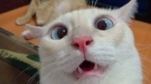 #Lexiesintrocon Intro Contest! With prizes!!