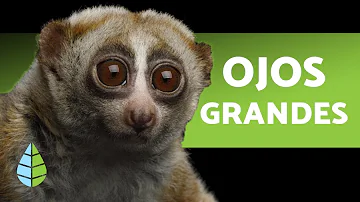 ¿Qué animal tiene los ojos más grandes?