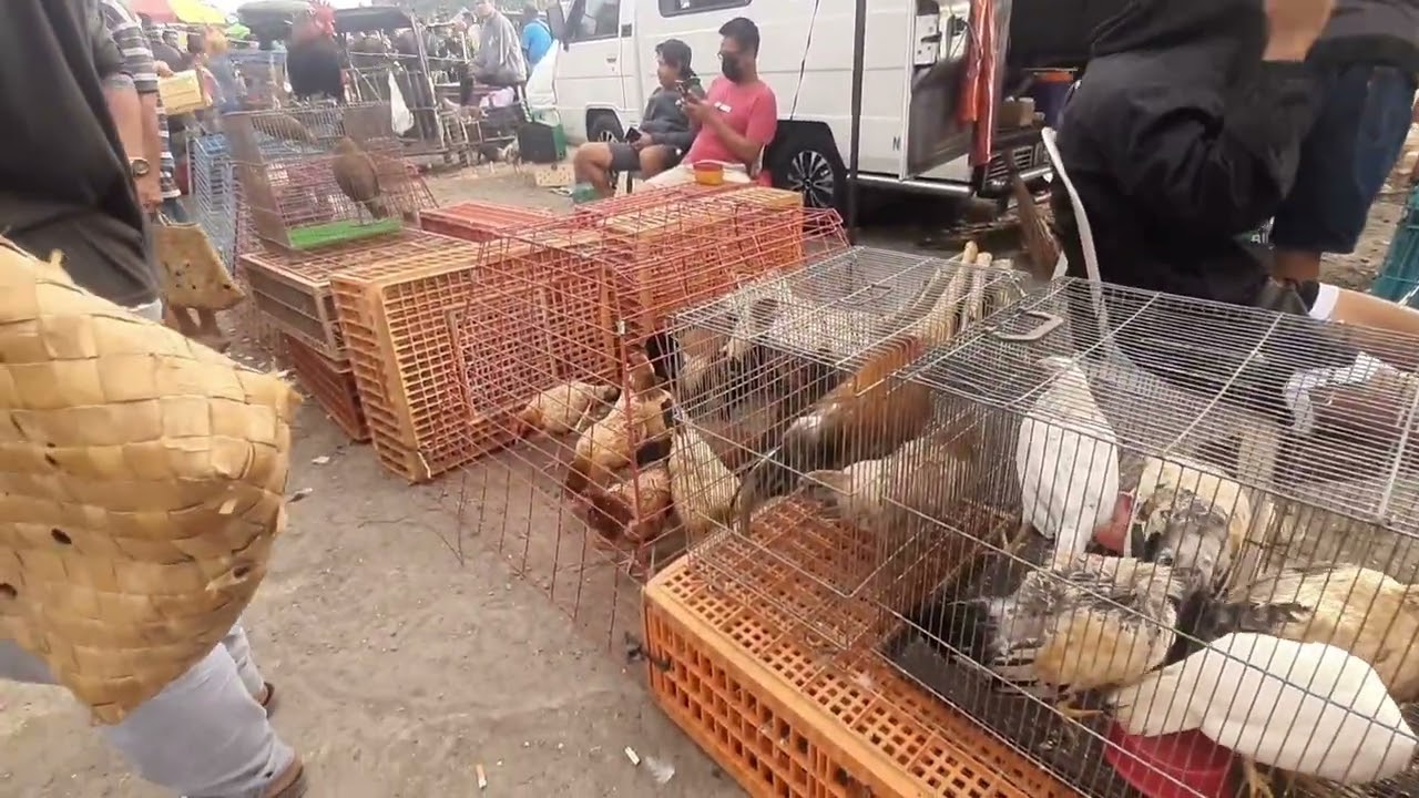 February  6  2026 Bilihan ng Bantam sa Bocaue petmarket 