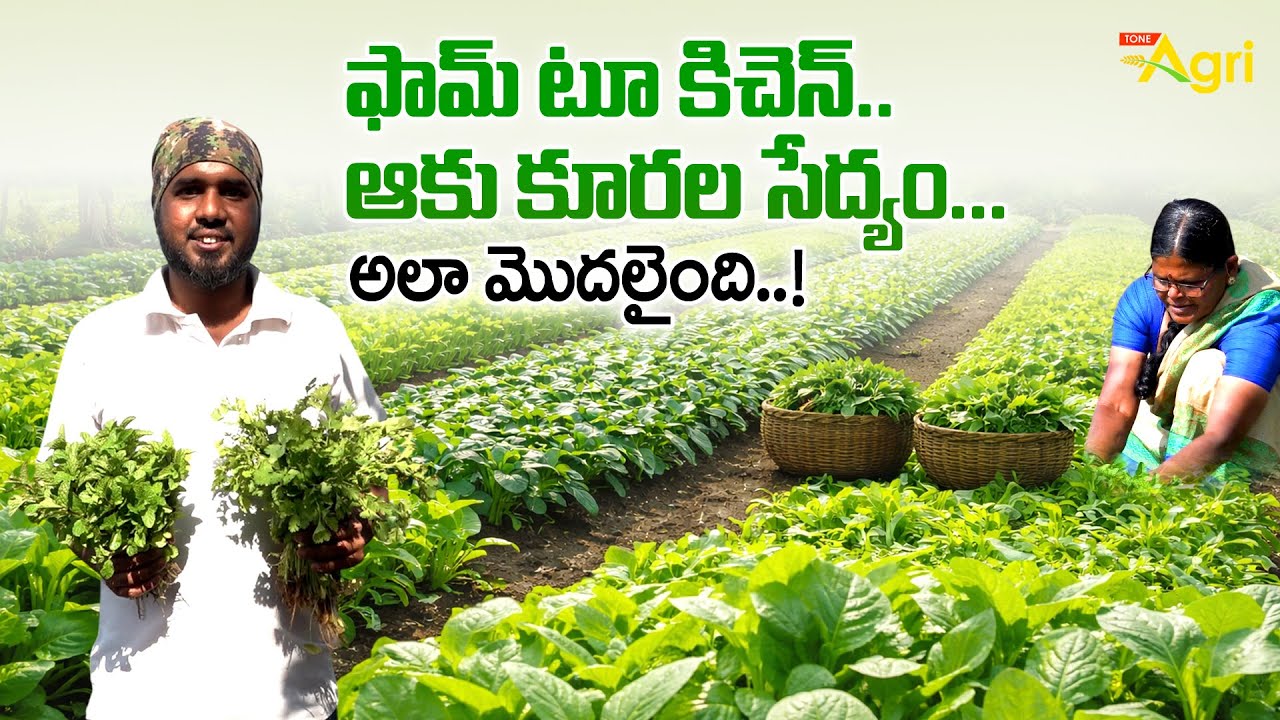 Leafy Vegetable Cultivation | ఫామ్ టూ కిచెన్.. ఆకు కూరల సేద్యం.. అలా మొదలైంది..! Tone Agri