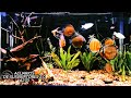 Un HERMOSO ACUARIO de PECES DISCO | Acuarios de Suscriptores 2.0 #270 | AcuariosLP