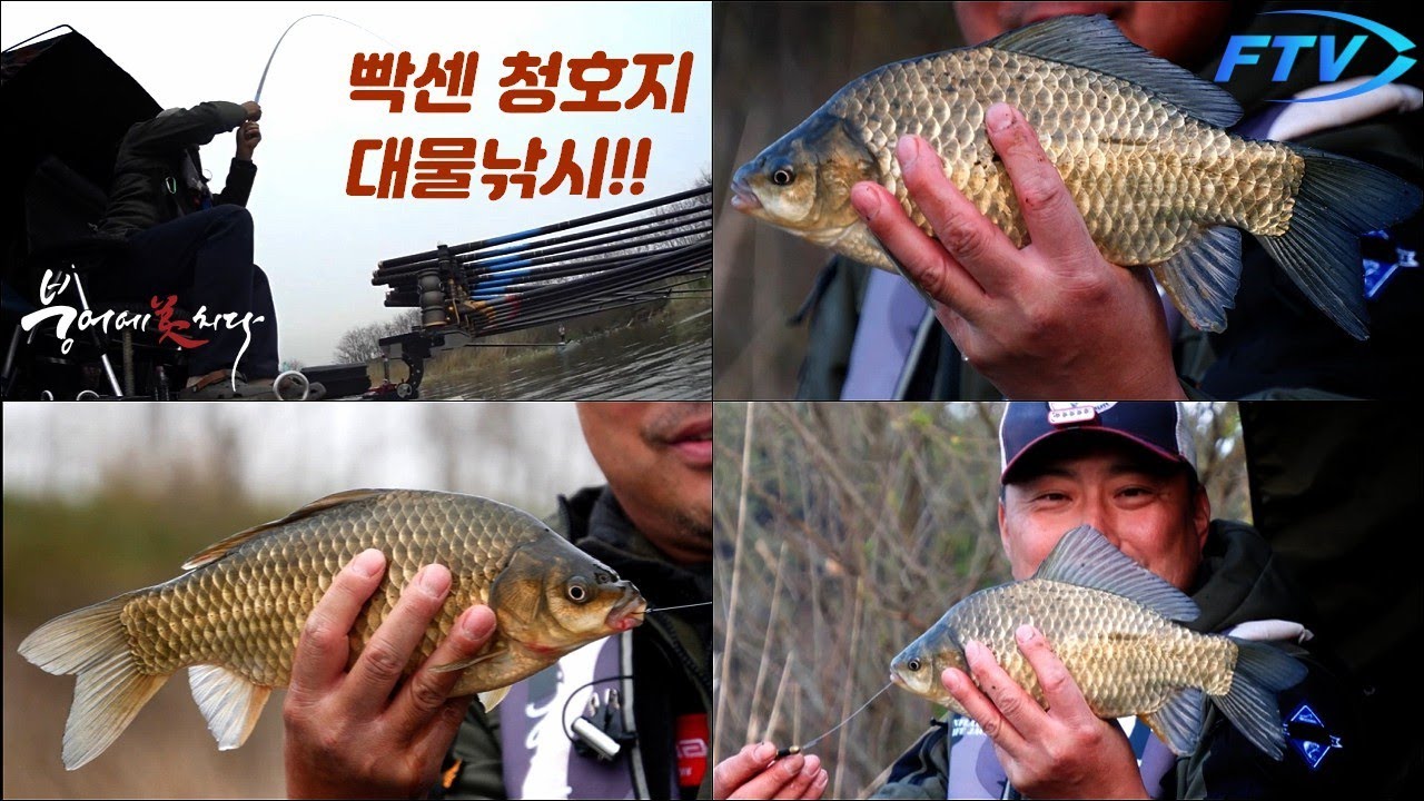[222화] 빡센 청호지 대물 붕어낚시 도전!! - FTV 붕어에미치다