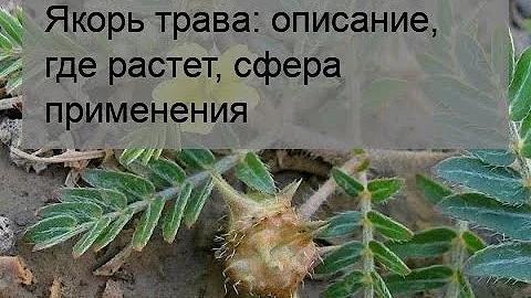 Якорь трава: описание, где растет, сфера применения
