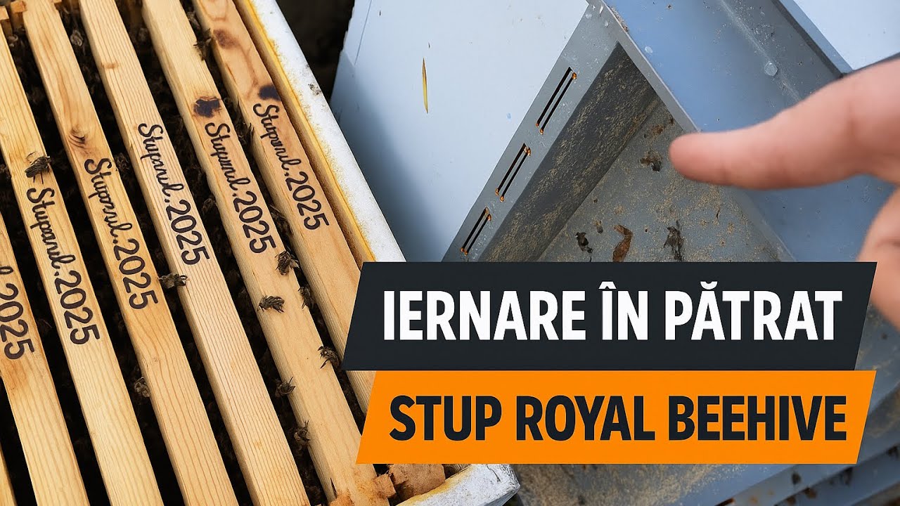 Iernare în pătrat? Test stup poliuretan Royal Beehive – Uimitor! (30 Nov 2025)