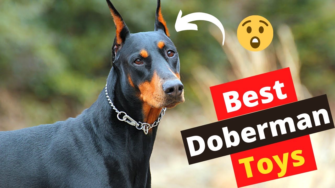 8 Best Dog Toys For Doberman Pinschers