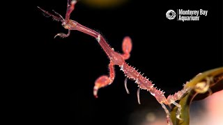 The Microscopic Marvel of The Skeleton Shrimp | The Critter Corner