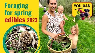 Foraging for spring edibles 2023 in Pennsylvania! Morels, Mica Cap Mushrooms, Mullein, Yarrow.