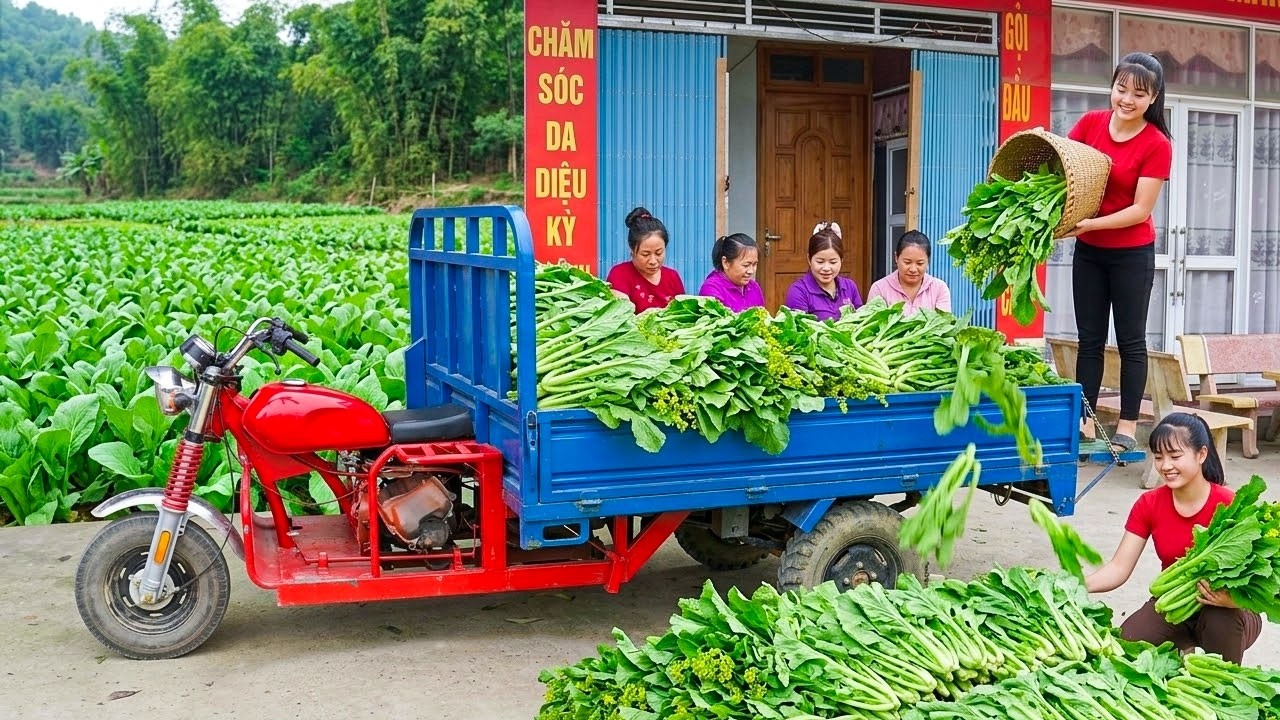 Harvesting 450kg of Wild Mustard Greens in One Day and Taking Them to the Busy Country Market