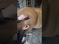 Heart On Horse Love!