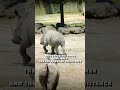 Rhinoceros