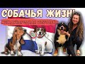 Нашла чудо-собаку!!! Международная выставка собак в Парагвае, сентябрь 2023, основные моменты