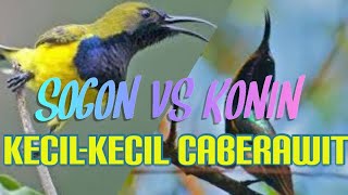 KECIL-KECIL Caberawit Sogon VS Konin||MASTERAN sogon dan konin full Gacor plus full Isian