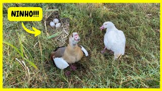Download Lagu Achei o Ninho dos Gansos do Egito Escondido no Pasto - Quebrei mais Ovos de Emus | Gutejando MP3 Download Lagu Achei o Ninho dos Gansos do Egito Escondido no Pasto - Quebrei mais Ovos de Emus | Gutejando MP3